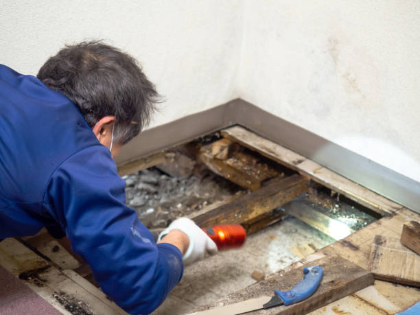 Best Mold Removal Company Near Me  in Stokesdale, NC