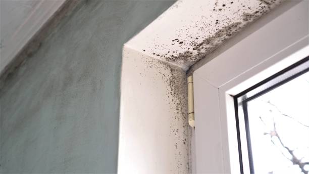 Best Mold Testing  in Stokesdale, NC