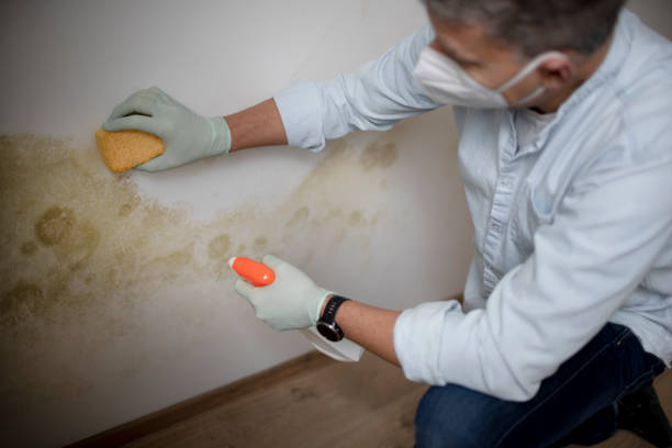 Mold Removal and Inspection in Stokesdale, NC