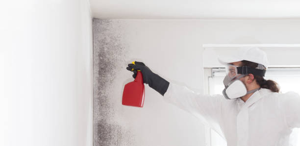 Trusted Stokesdale, NC Mold Removal Experts