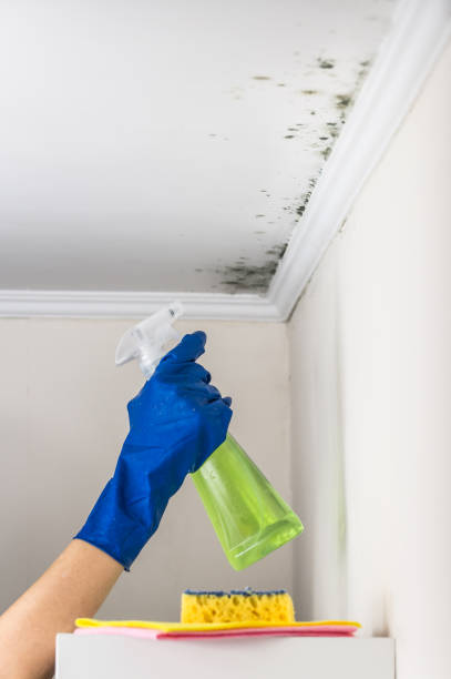 Best Best Mold Removal Companies  in Stokesdale, NC