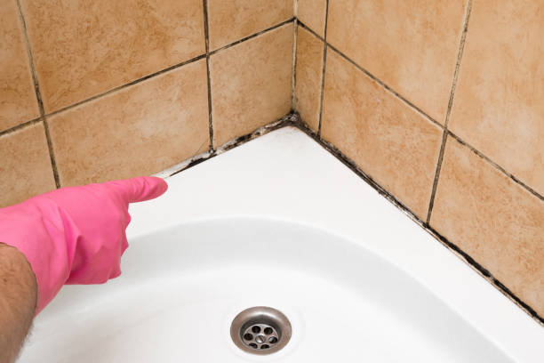 Best Mold Removal Specialists  in Stokesdale, NC