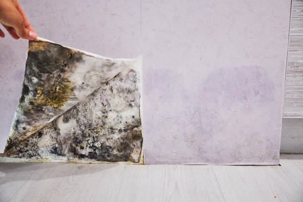 Best Professional Mold Removal  in Stokesdale, NC
